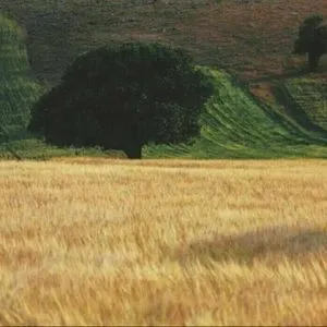 مسلم فتاحی - چه یلی به به