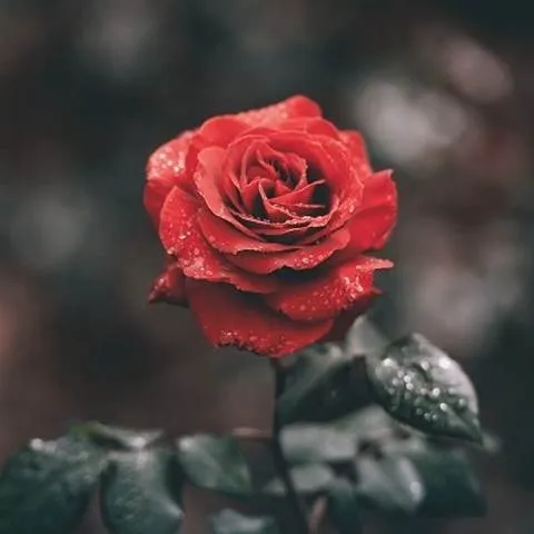 دانلود آهنگ چیکار کردی با دلم وای